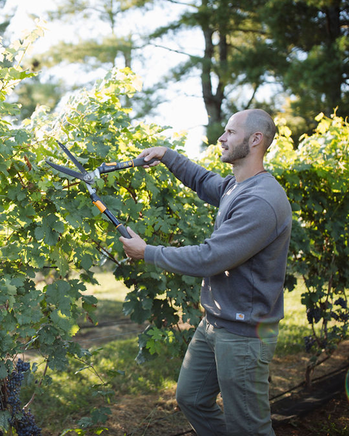 Person working grape vineyard pruning