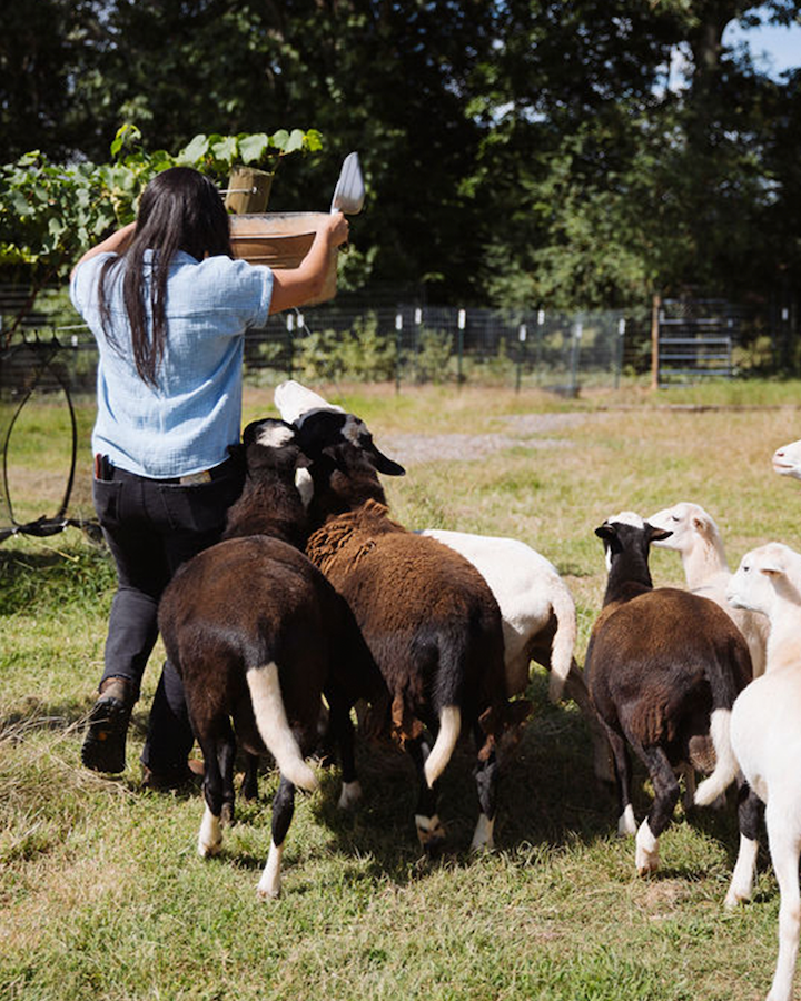 Person feeding sheep in pasture