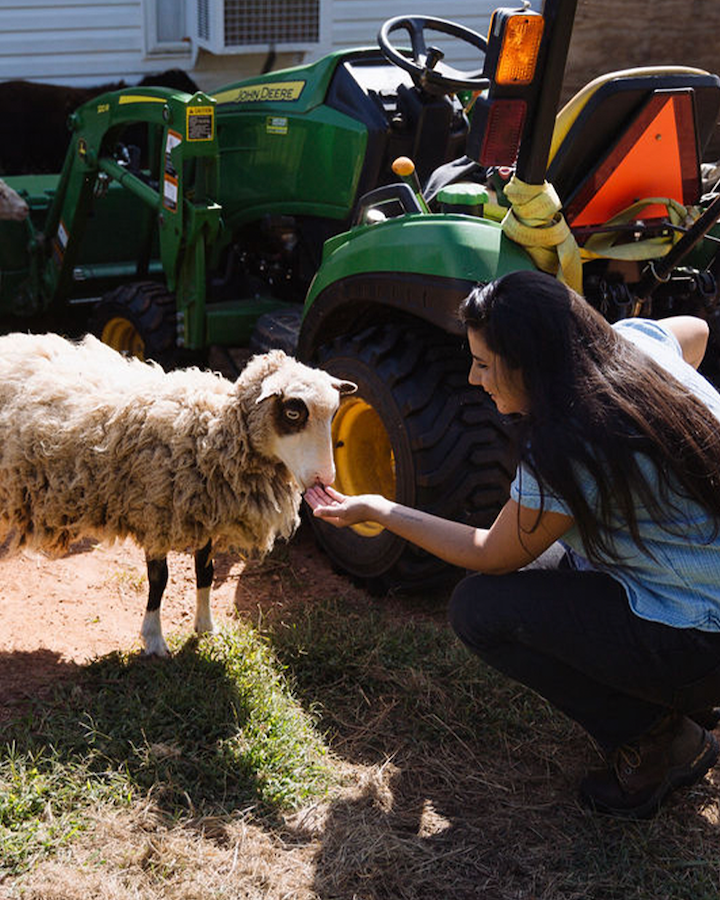 Person feeding a sheep outdoors.